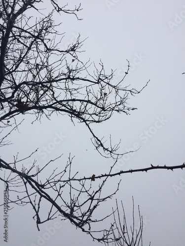 Tree against the background of the blue sky. Spring.The ill tree