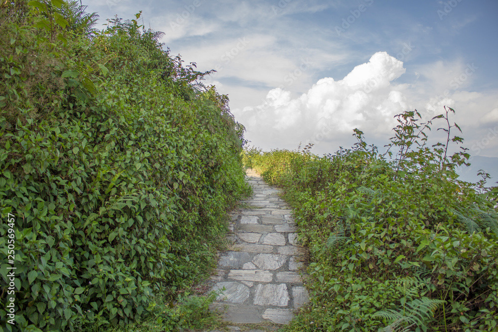 trail among the green bushes against the blue sky and white clouds trail among the green bushes against the blue sky and white clouds