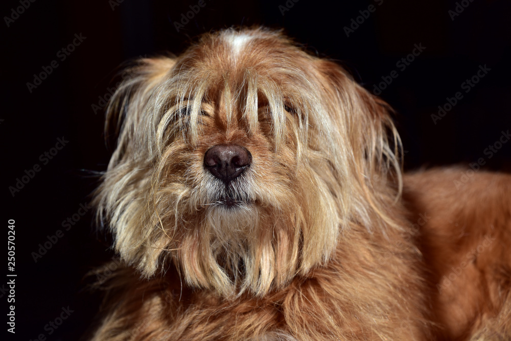 Portrait eines haarigen Hundes mit dichtem Fell