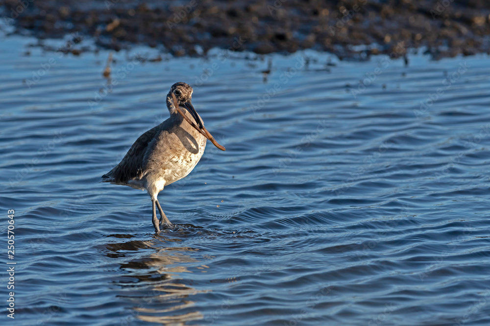 Willet hunting for mud worms Willet hunting for mud worms