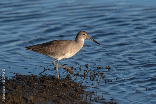 Willet hunting for mud worms