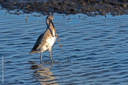 Willet hunting for mud worms