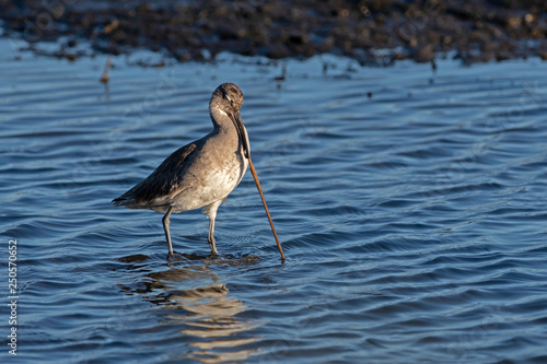 Willet hunting for mud worms