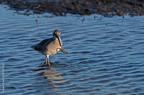 Willet hunting for mud worms