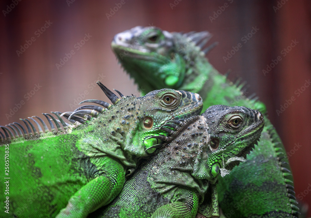 Fototapeta premium Green iguana in nature.