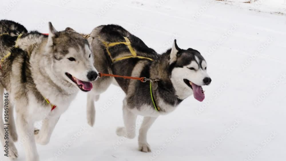 Two Huskies are running in a sledding race along a snowy winter road. Two Huskies are running in a sledding race along a snowy winter road.