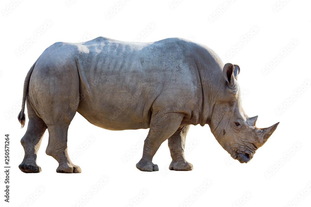 White rhino isolated on a white background. White rhino isolated on a white background.