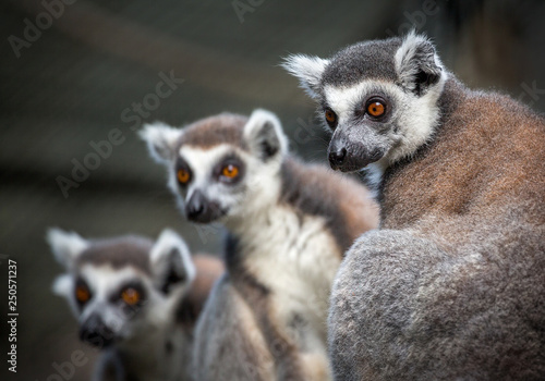  Face of  Ring-tailed lemur.