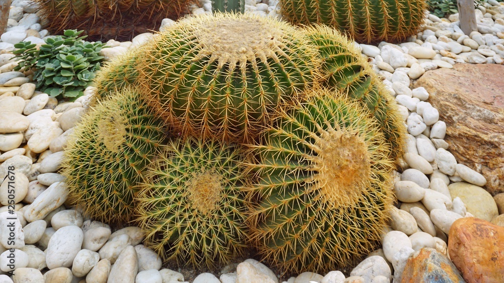 cactus in the garden cactus in the garden