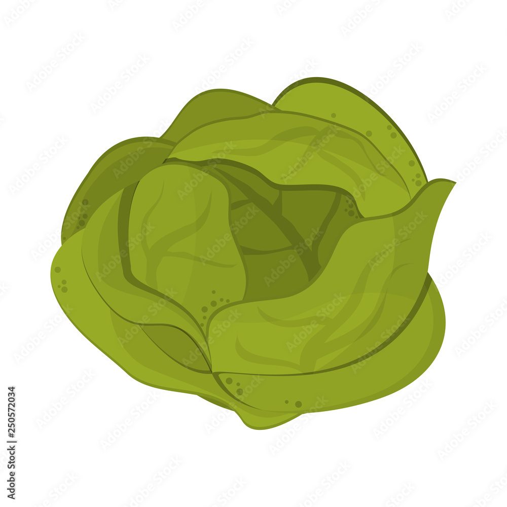 Lettuce vegetable food symbol Lettuce vegetable food symbol