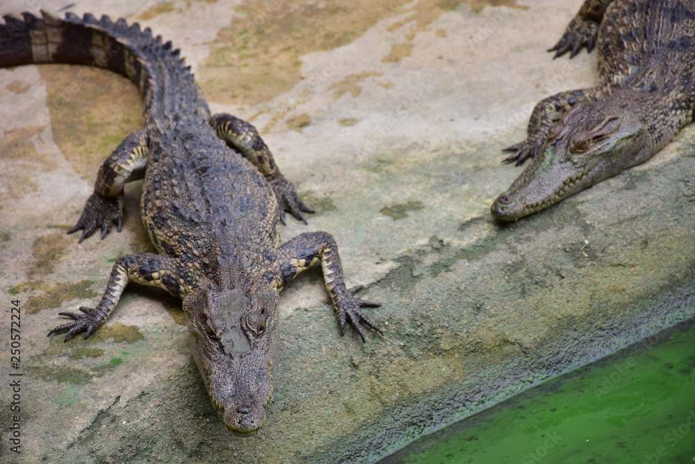 Obraz premium Crocodiles in Phokthara Crocodile Farm