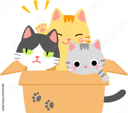 箱に入ったたくさんの猫