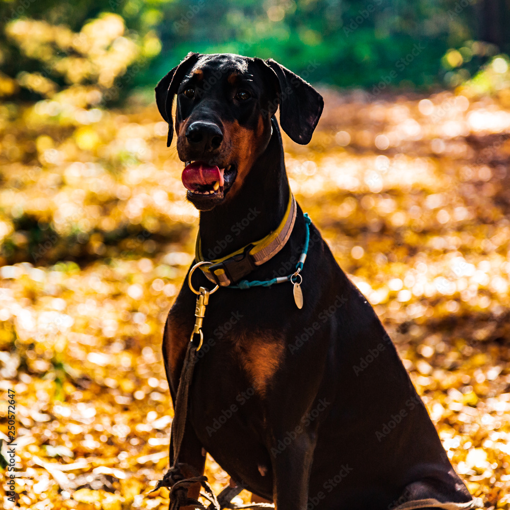 Great black dog Doberman sit on the ground in autumn on the background of yellow leaves