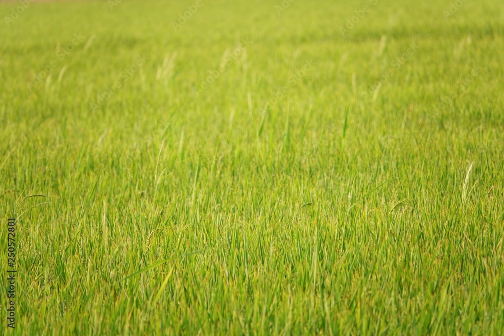 Beauty background with Green rice field in thailand