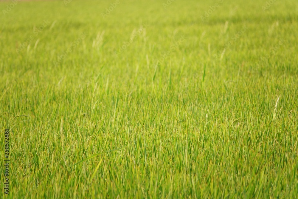 Beauty background with Green rice field in thailand Beauty background with Green rice field in thailand