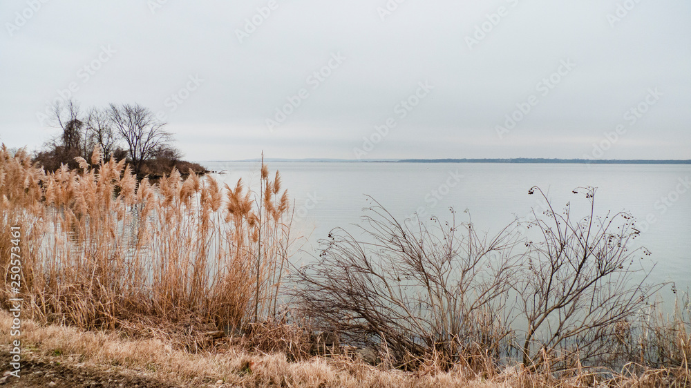 Winter lake landscape with tall grasses and shrubs