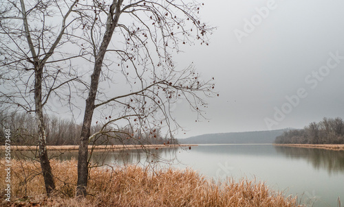 Winter lake landscape with bare branches on trees