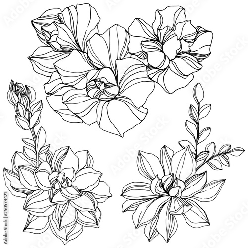 Vector Jungle botanical succulent flower. Black and white engraved ink art. Isolated succulents illustration element. © yanushkov