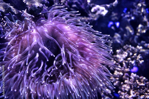 Underwater Anemone