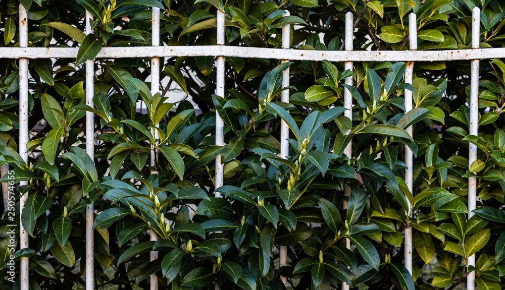 Obraz premium Gartenzaun und grüne Hecke