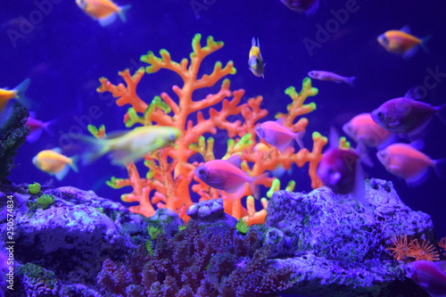 Corals are marine invertebrates within the class Anthozoa of the phylum Cnidaria. They typically live in compact colonies of many identical individual polyps