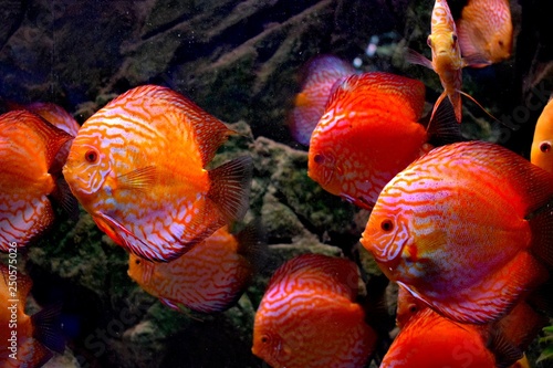 Symphysodon, colloquially known as discus, is a genus of cichlids native to the Amazon river basin in South America