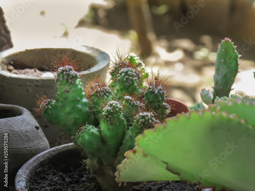 Cactus pequeño