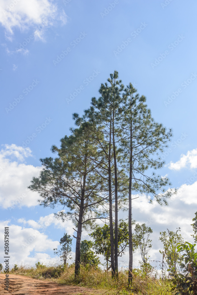 Beautiful Tree in Thung Salaeng Luang National Park, Savanna in National Park of Thailand Beautiful Tree in Thung Salaeng Luang National Park, Savanna in National Park of Thailand