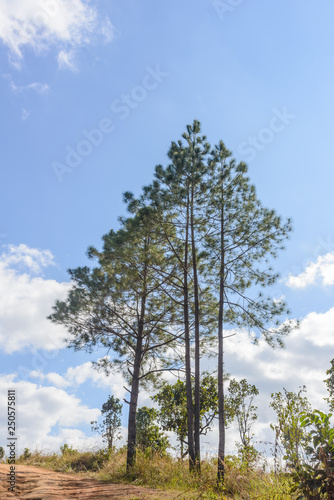 Beautiful Tree in Thung Salaeng Luang National Park, Savanna in National Park of Thailand