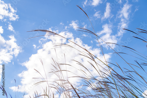 pampas grass in the wind with clouds and sky