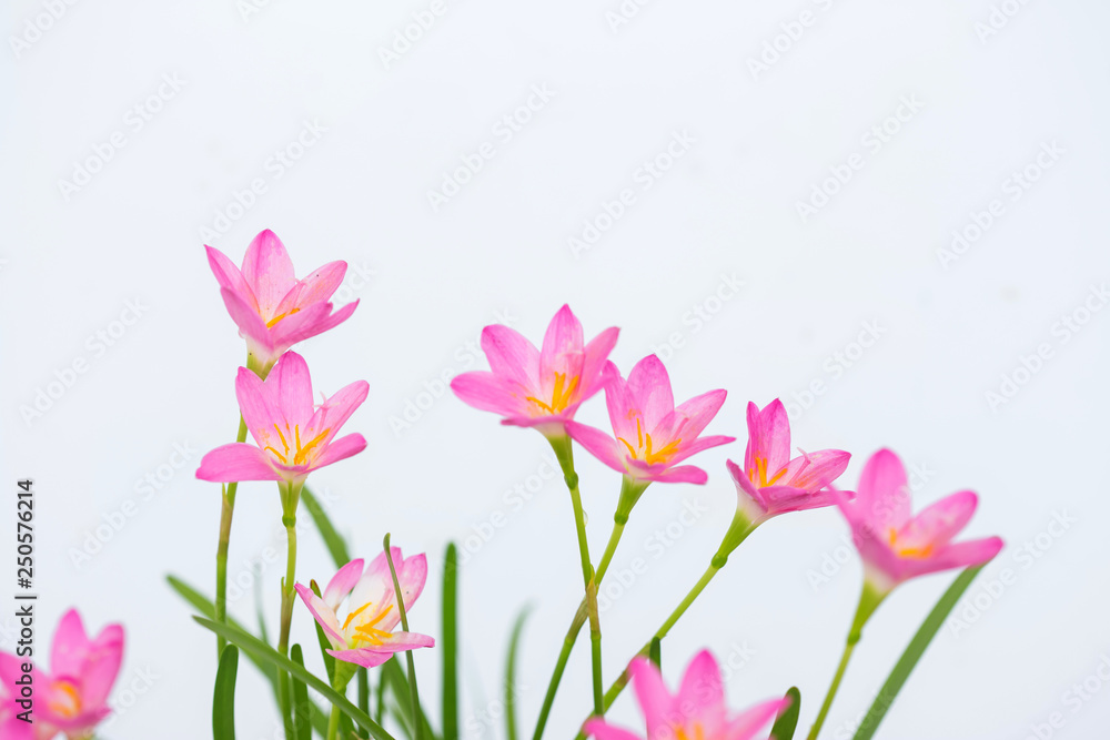 Fototapeta premium purple rain lily flower on white background.