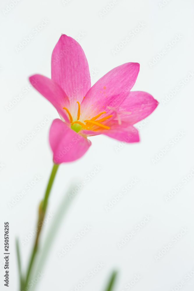 purple rain lily flower on white background. purple rain lily flower on white background.