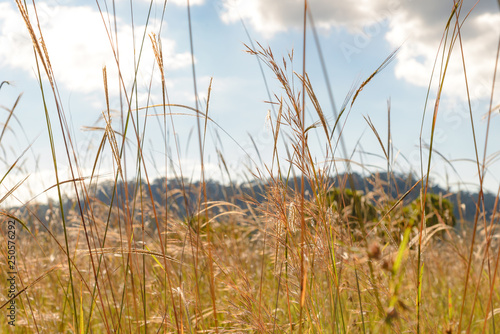 pampas grass in the wind with clouds and sky