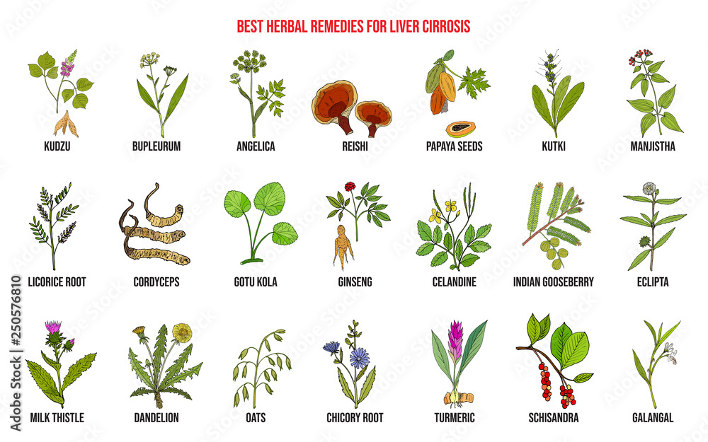 Obraz premium Best herbal remedies for liver cirrosis