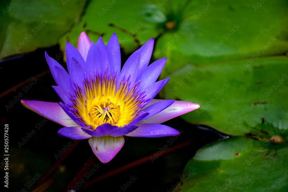 beautiful waterlily or lotus flower in pond beautiful waterlily or lotus flower in pond