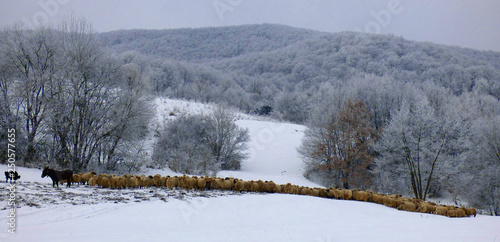 Sheep flock in winter snow