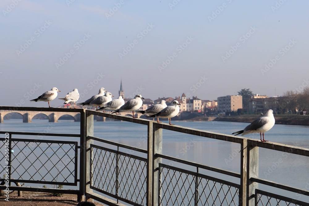 LA RIVIERE SAONE ET SES QUAIS A MACON - SAONE ET LOIRE - BOURGOGNE - FRANCE LA RIVIERE SAONE ET SES QUAIS A MACON - SAONE ET LOIRE - BOURGOGNE - FRANCE