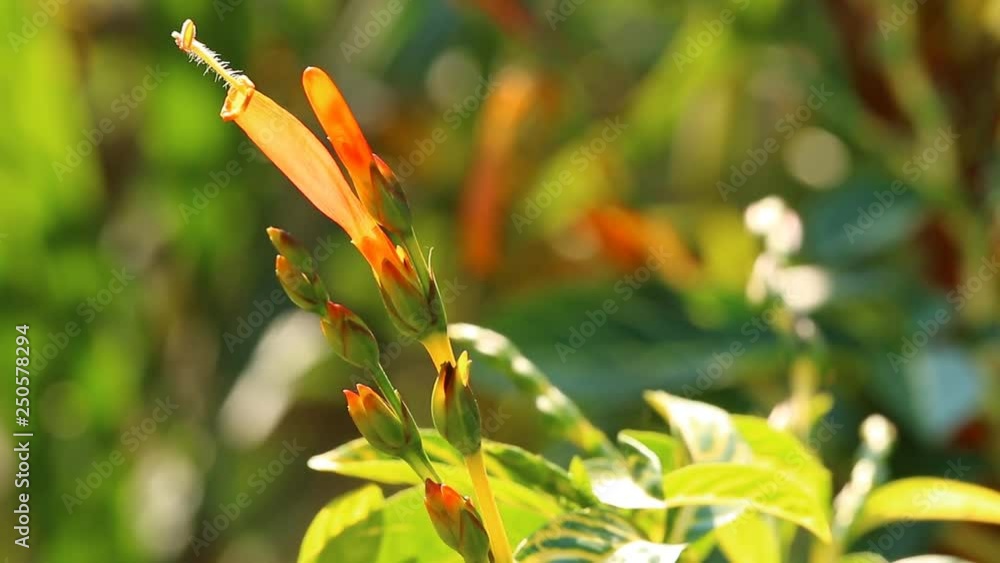 Orange flower  in the garden, Chiangmai Thailand