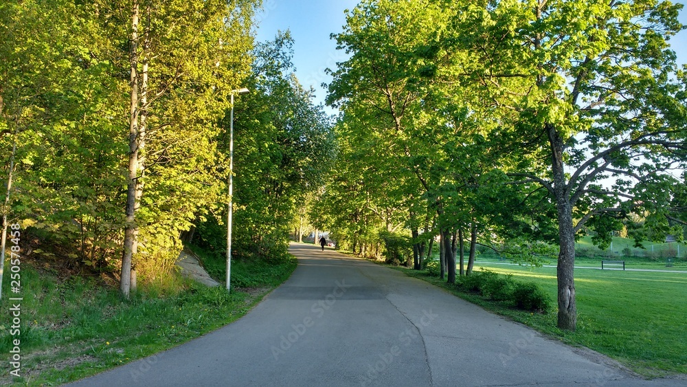 Obraz premium Bosque Finlandes