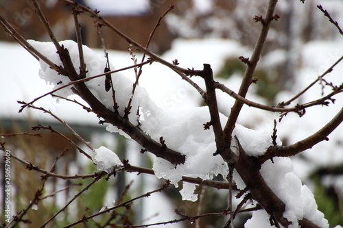 Winter mood - calm and serene 