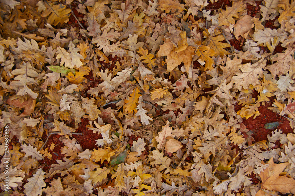 dry leaves on the ground. background of fallen oak leaves dry leaves on the ground. background of fallen oak leaves