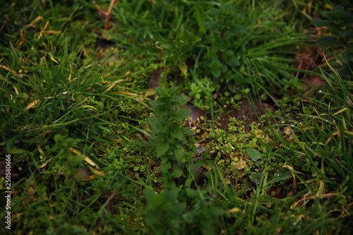 Green fresh nettle bushes 