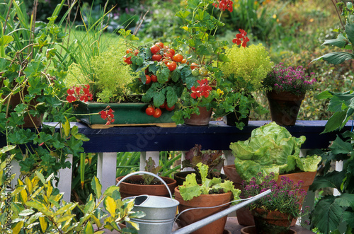 Légumes et plante aromatique sur un balcon