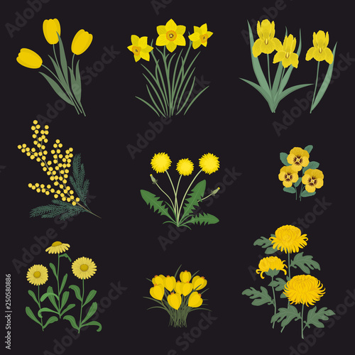 Collection of yellow flowers on a black background. There are daffodils, mimosa, tulips, dandelions, chrysanthemums, asters, pansies, irises and crocuses in the picture. Vector illustration.