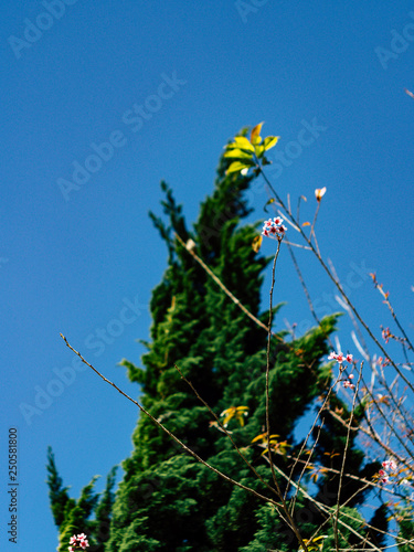 tree,Garden 80,Chiang Mai,Thailand,olympus omd em 5 mark ii photo