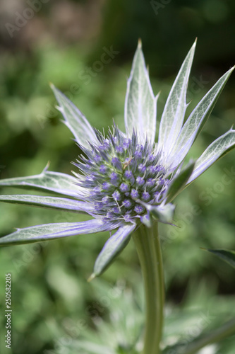 Eryngium  Alpine Eryngo  Alpine Sea Holly  Jos Eijking. Purple plant