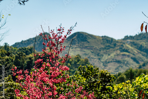Wild Himalayan Cherry blossom, Chiang Mai, Thailand, olympus omd em 5 mark ii