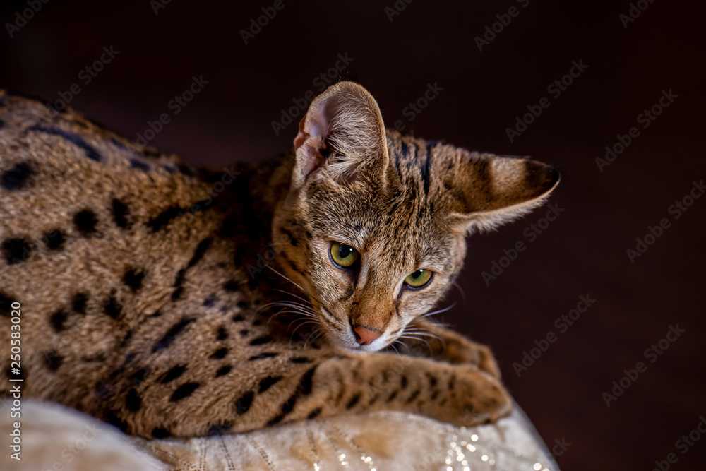 Naklejka premium Savannah F1, spotted wild cat