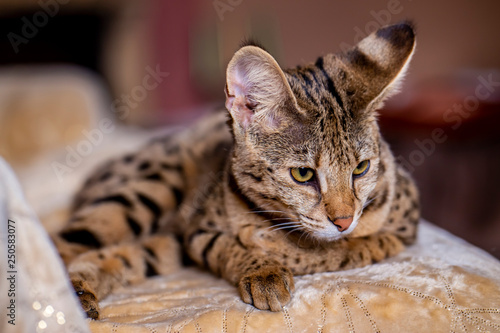 Fototapeta Naklejka Na Ścianę i Meble -  Savannah F1, spotted wild cat