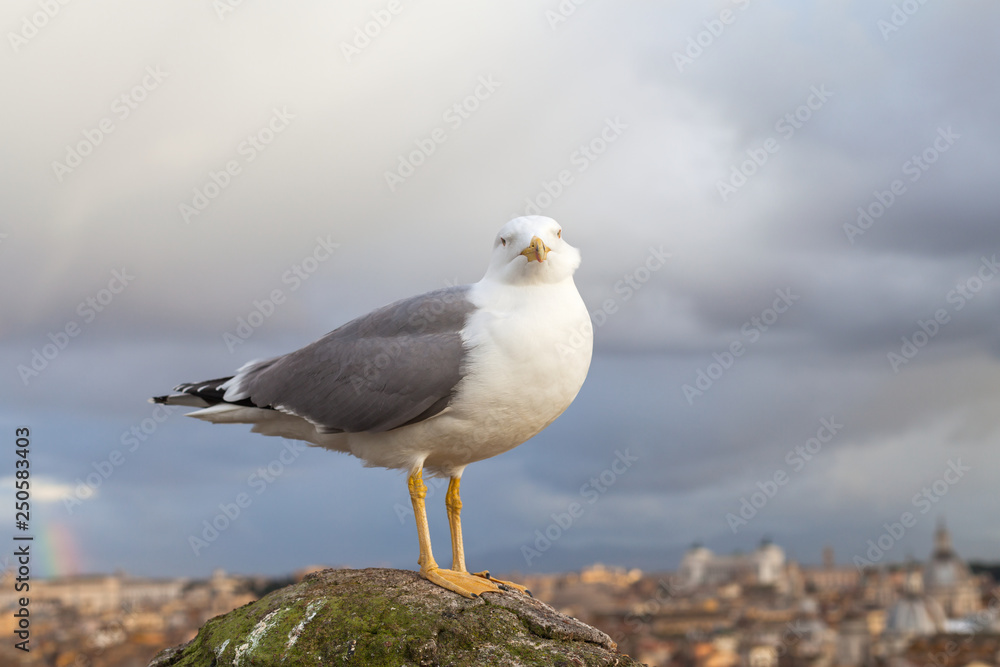 Seagull and panorama of Rome,Italy Seagull and panorama of Rome,Italy